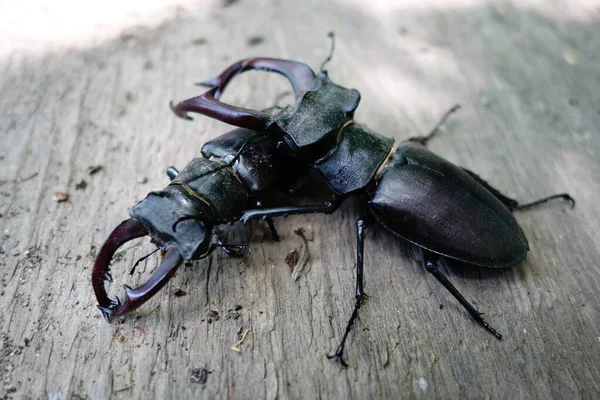 European Beetle Transcarpathia Close View — Stock Photo, Image