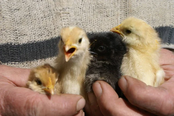 Pollo Pequeño Manos Humanas —  Fotos de Stock