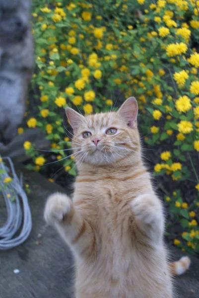 Röd Katt Närbild — Stockfoto