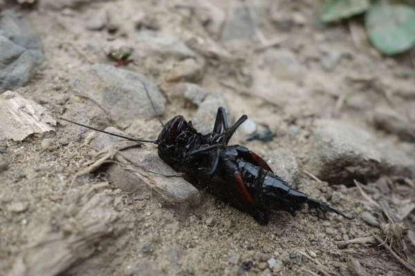 Dead Crickets Close View — Stock Photo, Image