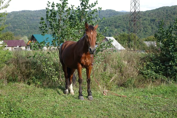 Cavalos Cárpatos Montanhas Dos Cárpatos Transcarpatias — Fotografia de Stock