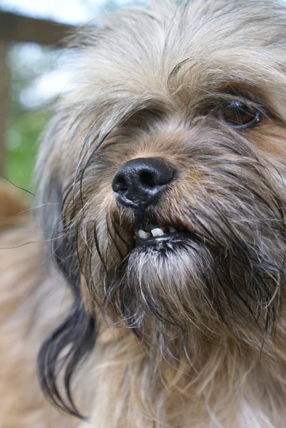 Niedlicher Hund Nahsicht — Stockfoto