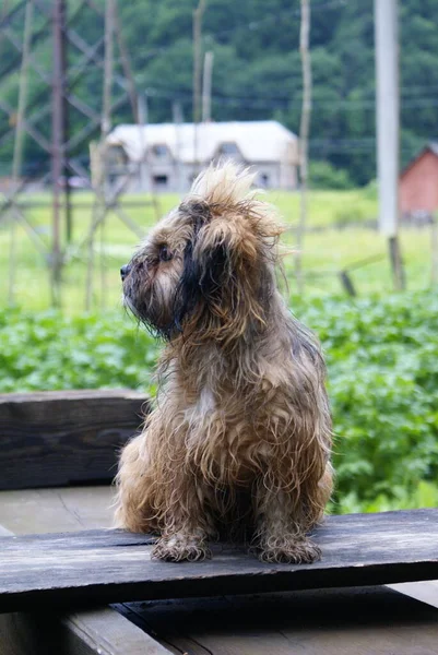 Närbild Söt Vänlig Hund — Stockfoto