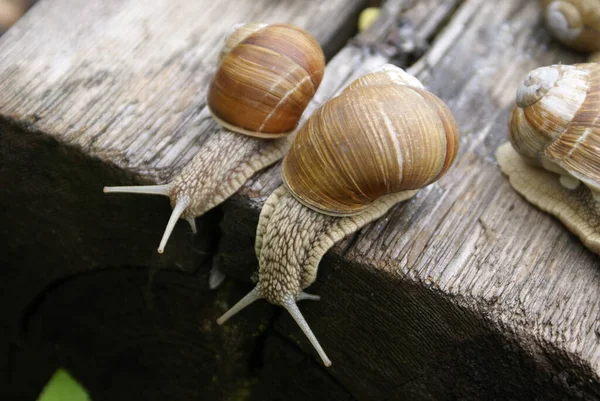 Die Kolonie Der Schnecken — Stockfoto