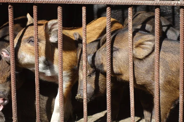 Schweine Eisernen Käfig — Stockfoto