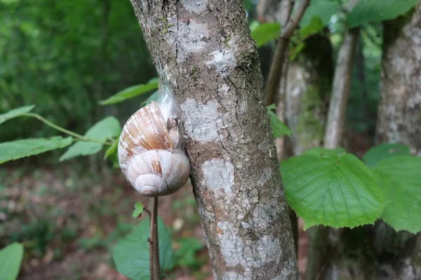 Slak Boom Het Bos Latijnse Naam Arianta Arbustorum Transcarpathie — Stockfoto