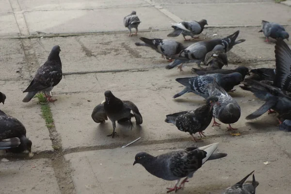 pigeons on the ground