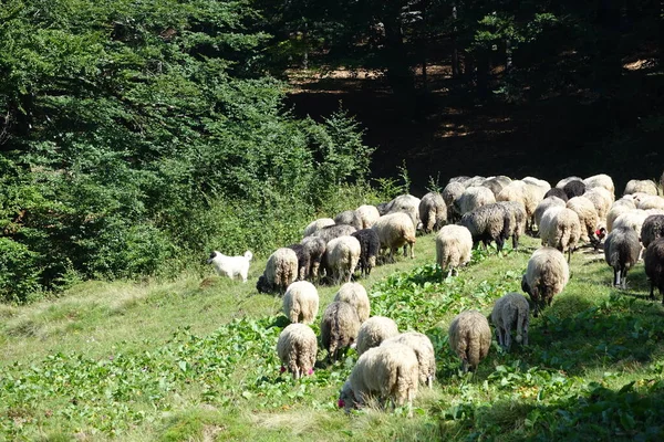 羊群在牧场里 — 图库照片