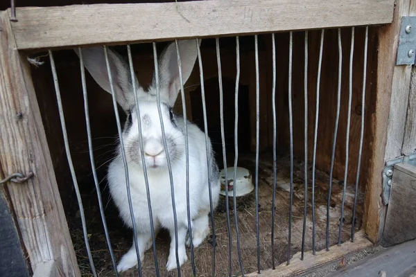 Chèvre Blanche Dans Cage — Photo