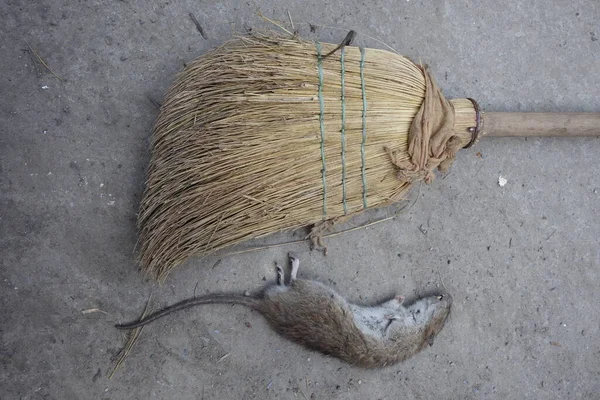 Dead Rat Broom — стоковое фото