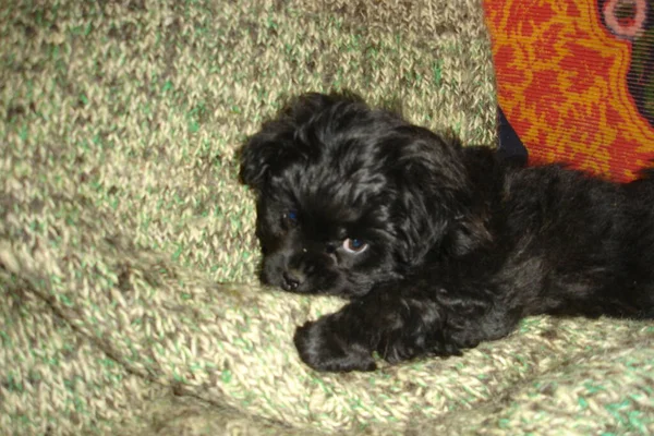 Lindo Perro Acostado Cama — Foto de Stock