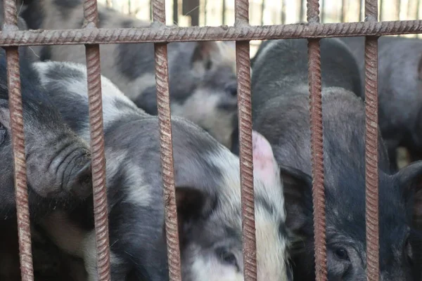 Schweine Eisernen Käfig — Stockfoto