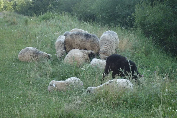 Owce Pasą Trawę Zakarpactwo — Zdjęcie stockowe
