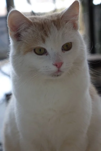 Vieux Chat Vue Rapprochée — Photo