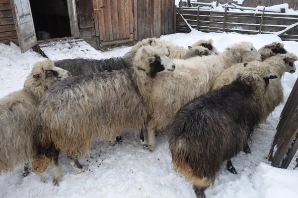 Juh Télen Pajta Közelében Kárpátalja — Stock Fotó