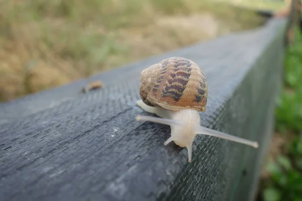 Petit Escargot Une Ferme Escargots Transcarpathie — Photo