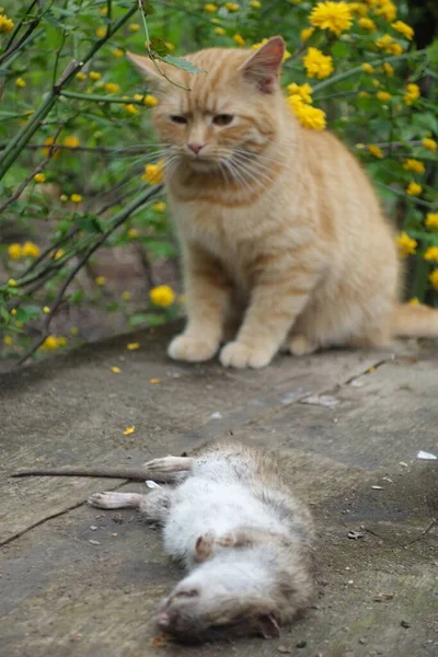 Кіт Спіймав Пацюка — стокове фото