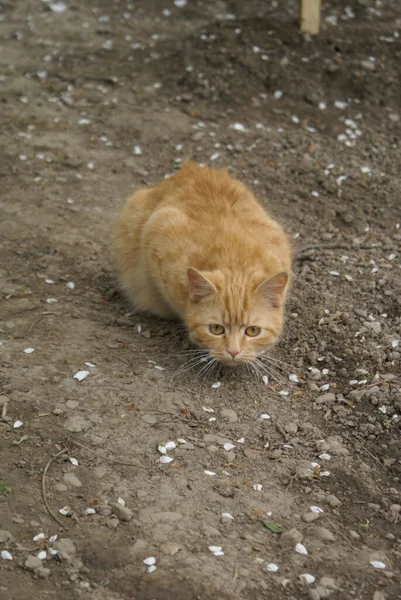 Nahaufnahme Der Niedlichen Rothaarigen Katze — Stockfoto