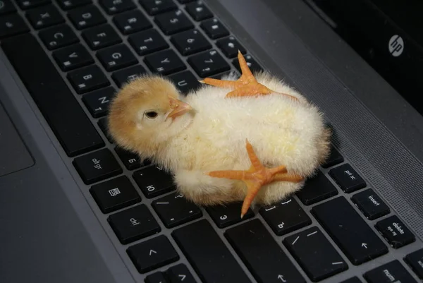 Pintainho Sentado Teclado — Fotografia de Stock