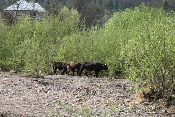 Коровы Пасутся Лугу Закарпатье — стоковое фото