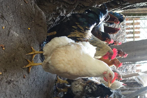 Galline Galli Che Camminano Cortile — Foto Stock