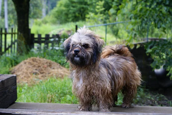 Közeli Kilátás Aranyos Barátságos Kutya — Stock Fotó