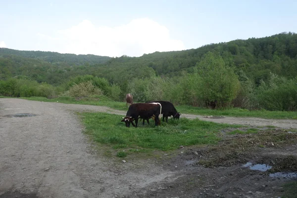Krávy Pasou Trávu Zakarpatie — Stock fotografie