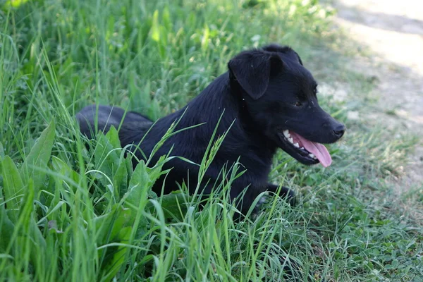 Cão Vista Perto — Fotografia de Stock