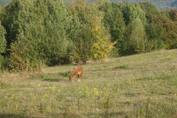 Hutsul Paard Bekend Als Gutsulik Gutsul Rock Tamme Paarden Die — Stockfoto