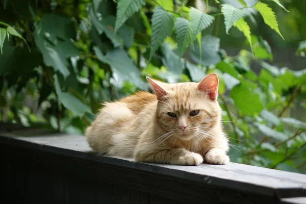 Close View Cute Red Heads Cat — Stok Foto