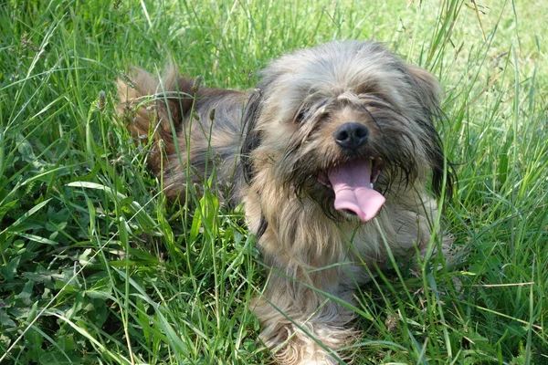 Hund Nahsicht — Stockfoto