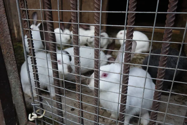 Домашние Кролики Крупный План — стоковое фото