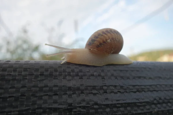 Kleine Schnecke Schneckenhof Transkarpatien — Stockfoto