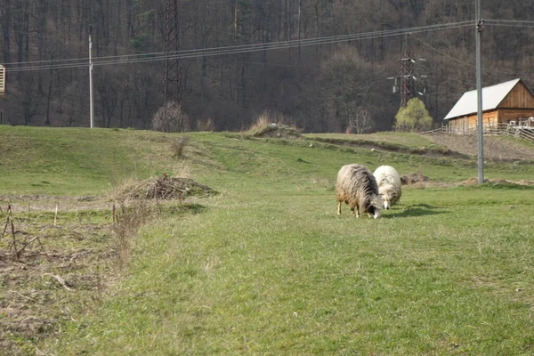 Вівці Прикрашають Зелену Траву Закарпатті — стокове фото