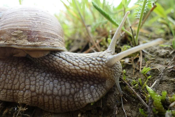 Hlemýžď Zahradě Trávě — Stock fotografie