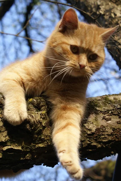 Közelről Kilátás Aranyos Vörös Hajú Macska — Stock Fotó