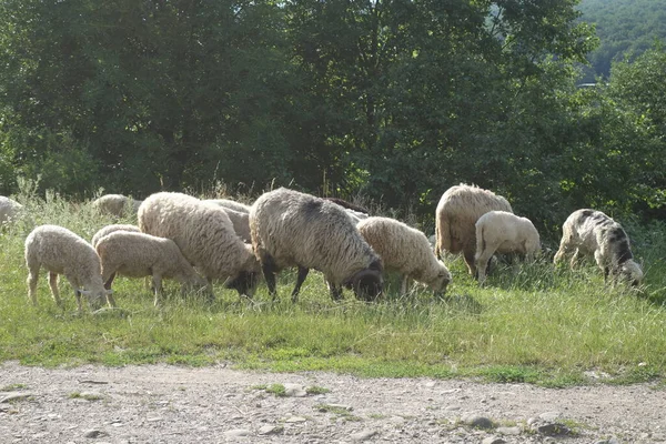 Sheep Graze Grass Transcarpathia — Stock Photo, Image