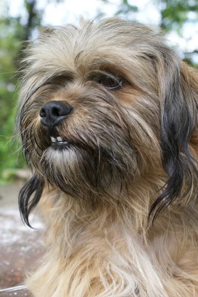 Cute Dog Close View — Stock Photo, Image