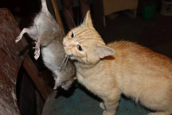 Gato Atrapó Una Rata —  Fotos de Stock