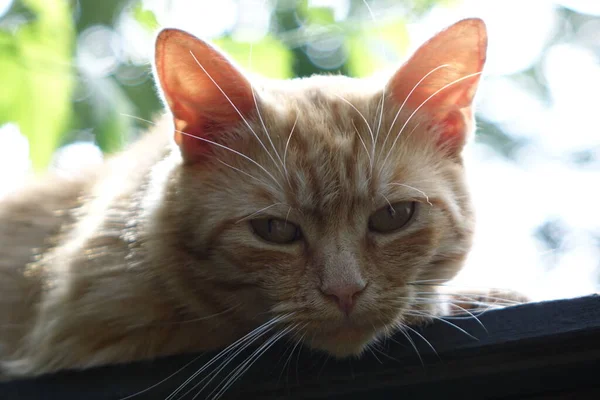 Nahaufnahme Der Niedlichen Rothaarigen Katze — Stockfoto