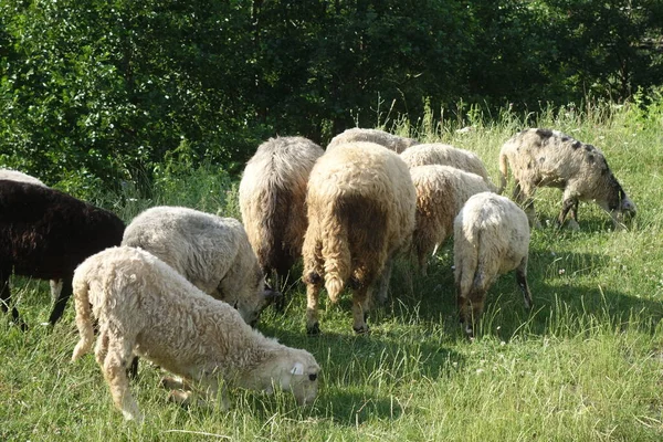 Las Ovejas Pastan Hierba Transcarpatia —  Fotos de Stock