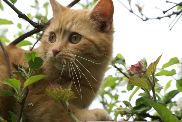 Close View Cute Red Heads Cat — Stok Foto