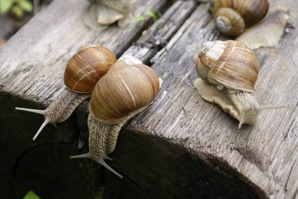 Die Kolonie Der Schnecken — Stockfoto