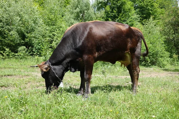 Vache Broutant Sur Champ Vert Transcarpathie — Photo