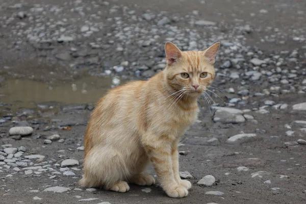 Nahaufnahme Der Niedlichen Rothaarigen Katze — Stockfoto