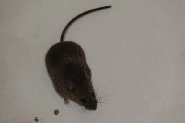 Ratón Común Mus Musculus — Foto de Stock