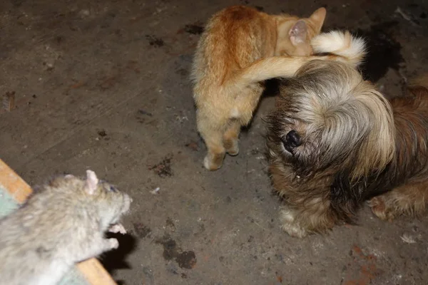 Gato Atrapó Una Rata —  Fotos de Stock