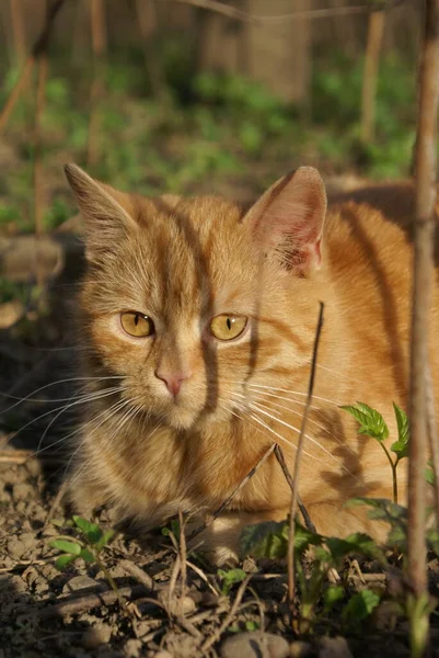 Vista Ravvicinata Del Simpatico Gatto Dalla Testa Rossa — Foto Stock