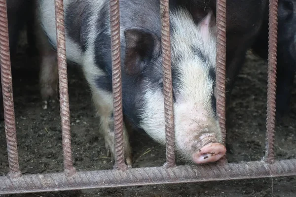 Pigs in an iron cage