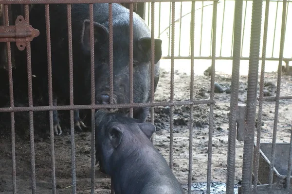 Pigs in an iron cage